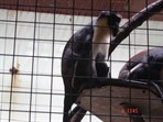 ZOO Ostrava - Lemur Sclateruv
